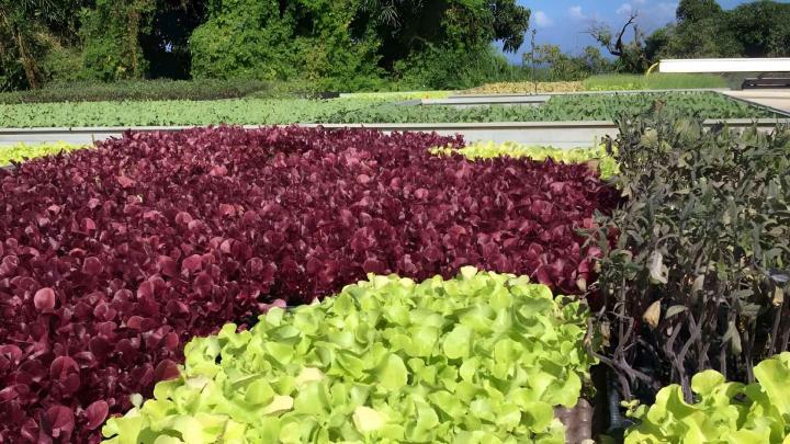 Vente de plants de légumes Île de la Réunion